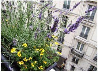 Abeille balcon